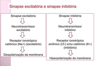 Sinapse excitatória e sinapse inibitória
Sinapse excitatória
Neurotransmissor
excitatório
Receptor ionotrópico
catiônico (Na+) (excitatório)
Despolarização da membrana
Sinapse inibitória
Neurotransmissor
inibitório
Receptor ionotrópico
aniônico (Cl-) e/ou catiônico (K+)
(inibitório)
Hiperpolarização da membrana
 