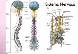 Sistema NervosoSistema Nervoso
 