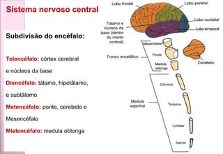 Subdivisão do encéfalo:
Telencéfalo: córtex cerebral
e núcleos da base
Diencéfalo: tálamo, hipotâlamo,
e subtâlamo
Metencéfalo: ponte, cerebelo e
Mesencéfalo
Mielencéfalo: medula oblonga
Sistema nervoso central
 
