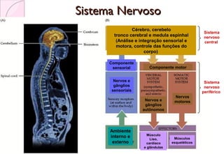 Sistema NervosoSistema Nervoso
Cérebro, cerebelo
tronco cerebral e medula espinhal
(Análise e integração sensorial e
motora, controle das funções do
corpo)
Componente
sensorial Componente motor
Nervos e
gânglios
sensoriais
Nervos
motoresNervos e
gânglios
autônomos
Músculos
esqueléticos
Músculo
Liso,
cardíaco
e glândulas
Sistema
nervoso
central
Sistema
nervoso
periférico
Ambiente
interno e
externo
 