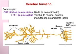 Dendritos
Corpo celular
Axônio
Sinapse
Neurônio
de 2ª ordem
Composição:
~100 bilhões de neurônios (Rede de comunicação)
>>>> de neuróglias (bainha de mielina, suporte,
manutenção do ambiente local)
Cérebro humano
 