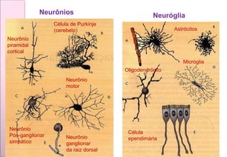 Neuróglia
Astrócitos
Oligodendrócito
Micróglia
Célula
ependimária
Neurônio
piramidal
cortical
Célula de Purkinje
(cerebelo)
Neurônio
Pós-ganglionar
simpático
Neurônio
motor
Neurônio
ganglionar
da raiz dorsal
Neurônios
 