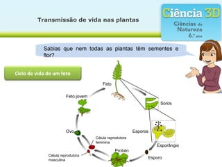 Transmissão de vida nas plantas
Ciclo de vida de um feto
Sabias que nem todas as plantas têm sementes e
flor?
Célula reprodutora
masculina
Ovo
Feto
Soros
Esporos
Protalo
Esporângio
Esporo
Célula reprodutora
feminina
Feto jovem
 