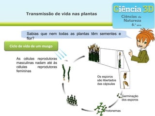 Transmissão de vida nas plantas
Sabias que nem todas as plantas têm sementes e
flor?
Os esporos
são libertados
das cápsulas
As células reprodutoras
masculinas nadam até às
células reprodutoras
femininas
Germinação
dos esporos
Protonemas
Ciclo de vida de um musgo
 