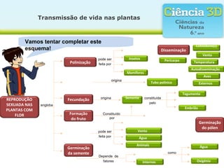 Transmissão de vida nas plantas
REPRODUÇÃO
SEXUADA NAS
PLANTAS COM
FLOR
pode ser
feita por
engloba
Polinização
origina
Constituído
por
Embrião
Aves
Tubo polínico
Tegumento
Mamíferos
Vento
Insetos
Cotilédone(s)
Fecundação
Vamos tentar completar este
esquema! Disseminação
Germinação
da semente
origina constituída
pelo
Semente
Pericarpo
Água
Animais
Autodisseminação
Ventopode ser
feita por
Internos
Depende de
fatores Oxigénio
Água
Temperatura
como
Externos
Formação
do fruto
Germinação
do pólen
 