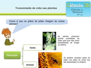 Transmissão de vida nas plantas
Como é que os grãos de pólen chegam às outras
plantas?
As abelhas arrastam grãos de
pólen nos pelos do corpo que
são depositados no estigma.
As plantas produzem
grande quantidade de
pólen para que haja maior
probabilidade de chegar
ao destino.
Polinização
Animais
Vento
 