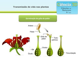 Transmissão de vida nas plantas
Germinação do grão de polén
Ovário
Óvulo
Tubo
polínico
Antera
Grão de
pólen
Filete
Fecundação
 