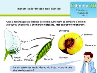 Transmissão de vida nas plantas
Após a fecundação as paredes do ovário aumentam de tamanho e sofrem
alterações originando o pericarpo (epicarpo, mesocarpo e endocarpo).
Se as sementes estão dentro do fruto…como é que
elas se dispersam?
Mesocarpo
Epicarpo
Semente
Endocarpo
Flor
Óvulo
Parede
do ovário
Estigma
Pericarpo
SementeFruto
 