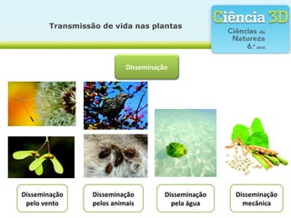 Transmissão de vida nas plantas
Disseminação
Disseminação
pelo vento
Disseminação
pelos animais
Disseminação
pela água
Disseminação
mecânica
 