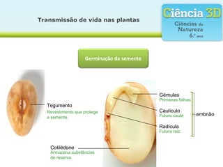 Transmissão de vida nas plantas
Germinação da semente
Primeiras folhas.
embrião
Futura raiz.
Futuro caule.
Caulículo
Radícula
Gémulas
Revestimento que protege
a semente.
Tegumento
Armazena substâncias
de reserva.
Cotilédone
 