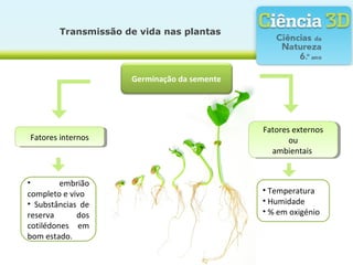 Transmissão de vida nas plantas
Germinação da semente
Fatores internosFatores internos
Fatores externos
ou
ambientais
Fatores externos
ou
ambientais
• Temperatura
• Humidade
• % em oxigénio
• embrião
completo e vivo
• Substâncias de
reserva dos
cotilédones em
bom estado.
 
