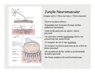 Junção Neuromuscular
Sinapse entre 1 fibra nervosa e 1 fibra muscular
•Ocorre na placa motora
•Expansões dos terminais formam botões
sinápticos (terminais)
•Cada botão posiciona-se sobre 1 dobra
juncional
•As vesículas contém acetilcolina (Ach) e se
concentram nas zonas ativas
•O receptor de ach é tipo nicotínico
•O receptor nicotínico posiciona-se na crista da
dobra juncional
•Os receptores de Na+ estão na profundidade
da dobra juncional
•Na fenda sináptica há acetilcolinesterase
 