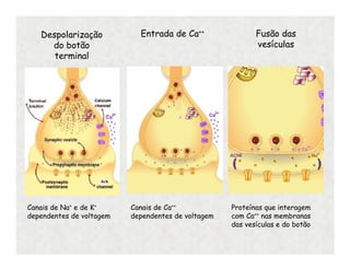 Despolarização
do botão
terminal
Canais de Na+ e de K+
dependentes de voltagem
Entrada de Ca++ Fusão das
vesículas
Canais de Ca++
dependentes de voltagem
Proteínas que interagem
com Ca++ nas membranas
das vesículas e do botão
 