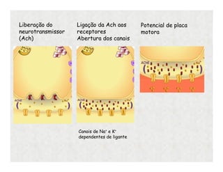 Liberação do
neurotransmissor
(Ach)
Ligação da Ach aos
receptores
Abertura dos canais
Canais de Na+ e K+
dependentes de ligante
Potencial de placa
motora
 