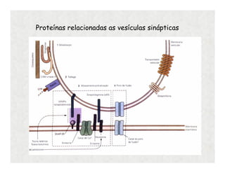Proteínas relacionadas as vesículas sinápticas
 