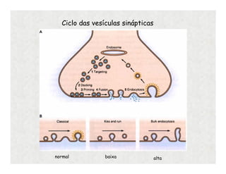 Ciclo das vesículas sinápticas
normal baixa alta
 