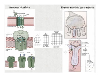 Receptor nicotínico Eventos na célula pós-sináptica
 
