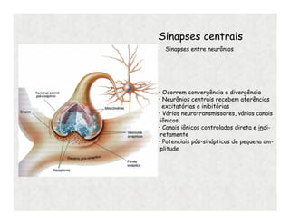 • Ocorrem convergência e divergência
• Neurônios centrais recebem aferências
excitatórias e inibitórias
• Vários neurotransmissores, vários canais
iônicos
• Canais iônicos controlados direta e indi-
retamente
• Potenciais pós-sinápticos de pequena am-
plitude
Sinapses centrais
Sinapses entre neurônios
 