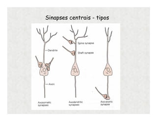Sinapses centrais - tipos
 