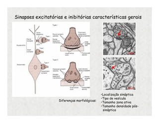 Sinapses excitatórias e inibitórias características gerais
Diferenças morfológicas:
•Localização sináptica
•Tipo de vesícula
•Tamanho zona ativa
•Tamanho densidade pós-
sináptica
 