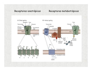 Receptores ionotrópicos Receptores metabotrópicos
 