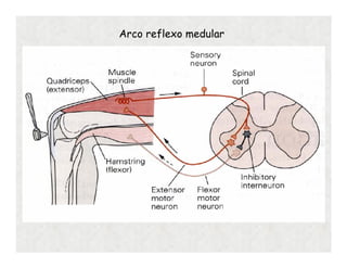 Arco reflexo medular
 