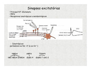 Sinapses excitatórias
• Principal NT: Glutamato
• PEPS
• Receptores ionotrópicos e metabotrópicos
NMDA
NR1 NR2A-DNR3A
AMPA
GluR1-4
Cainato
GluR5-7 KA1-2
- Ionotrópicos:
permeáveis ao Na+, K+ (e ao Ca++ )
 