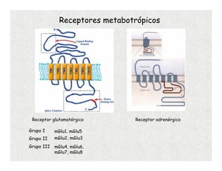 Receptores metabotrópicos
Receptor adrenérgicoReceptor glutamatérgico
Grupo I mGlu1, mGlu5
mGlu2, mGlu3
mGlu4, mGlu6,
mGlu7, mGlu8
Grupo II
Grupo III
 