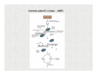 Sistema adenilil ciclase - AMPc
 