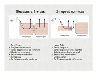 Sinapses elétricas Sinapses químicas
• John Eccles
• Junções comunicantes
• Canais dependentes de voltagem
• Rápida, estereotipada
• Excitatória ou inibitória
• Bidirecional
• Os 2 elementos são similares
• Henry Dale
• Fenda sináptica
• Canais dependentes de ligantes
• Relativamente lenta, variável
• Excitatória ou inibitória
• Unidirecional
• Os 2 elementos são diferentes
 