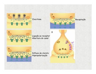 4
5
6
7
8
Exocitose
Ligação ao receptor
Abertura do canal
Recaptação
Influxo de cloreto
Hiperpolarização
 