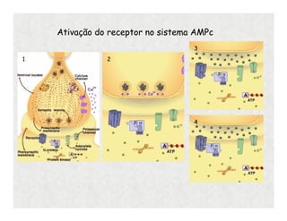 Ativação do receptor no sistema AMPc
1 2
3
4
 