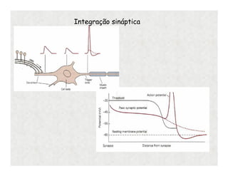 Integração sináptica
 