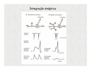 Integração sináptica
 