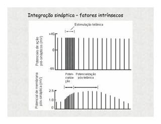 Integração sináptica – fatores intrínsecos
 