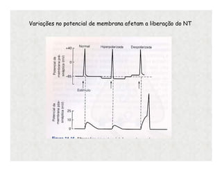 Variações no potencial de membrana afetam a liberação do NT
 