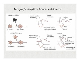 Integração sináptica- fatores extrínsecos
 