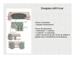- Entre 2 neurônios
- Junções comunicantes:
• Pares de hemicanais
• 1 hemicanal = 1 conéxon
• 1 conéxon = 6 conexinas
• canais com poros de até 1,5 nm de diâmetro
passam íons e metabólitos intracelulares.
Sinapses elétricas
 