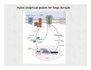Ações sinápticas podem ter longa duração
 