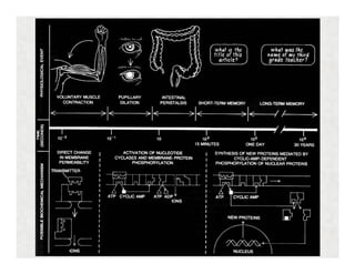 Transmissões sinápticas
