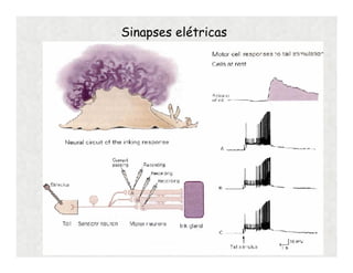 Sinapses elétricas
 