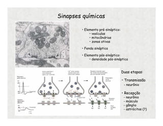 Sinapses químicas
Duas etapas:
• Transmissão
- neurônio
• Recepção
- neurônio
- músculo
- gânglio
- astrócitos (?)
• Elemento pré-sináptico:
• vesículas
• mitocôndrias
• zonas ativas
• Elemento pós-sináptico:
• densidade pós-sináptica
• Fenda sináptica
 