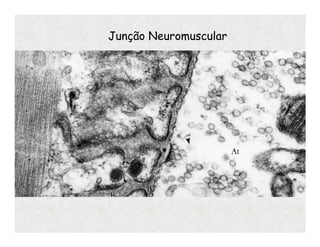Junção Neuromuscular
 