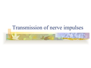 Transmission of nerve impulses
 