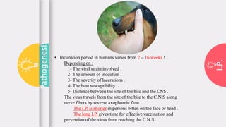 Transmission and pathogenesis of rabies | PPTX