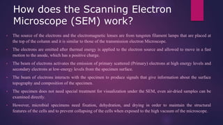 How does the Scanning Electron
Microscope (SEM) work?
• The source of the electrons and the electromagnetic lenses are from tungsten filament lamps that are placed at
the top of the column and it is similar to those of the transmission electron Microscope.
• The electrons are emitted after thermal energy is applied to the electron source and allowed to move in a fast
motion to the anode, which has a positive charge.
• The beam of electrons activates the emission of primary scattered (Primary) electrons at high energy levels and
secondary electrons at low-energy levels from the specimen surface.
• The beam of electrons interacts with the specimen to produce signals that give information about the surface
topography and composition of the specimen.
• The specimen does not need special treatment for visualization under the SEM, even air-dried samples can be
examined directly.
• However, microbial specimens need fixation, dehydration, and drying in order to maintain the structural
features of the cells and to prevent collapsing of the cells when exposed to the high vacuum of the microscope.
 