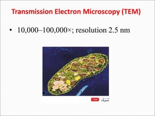 Transmission Electron Microscopy | PPT