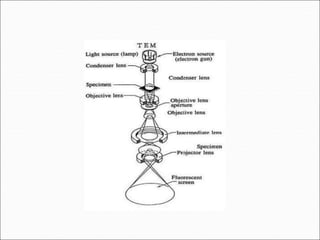 Transmission Electron Microscopy | PPT