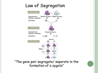 Law of Segregation




“The gene pair segregate/ separate in the
         formation of a zygote”
 
