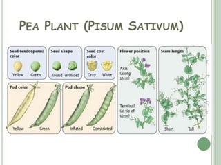 PEA PLANT (PISUM SATIVUM)
 